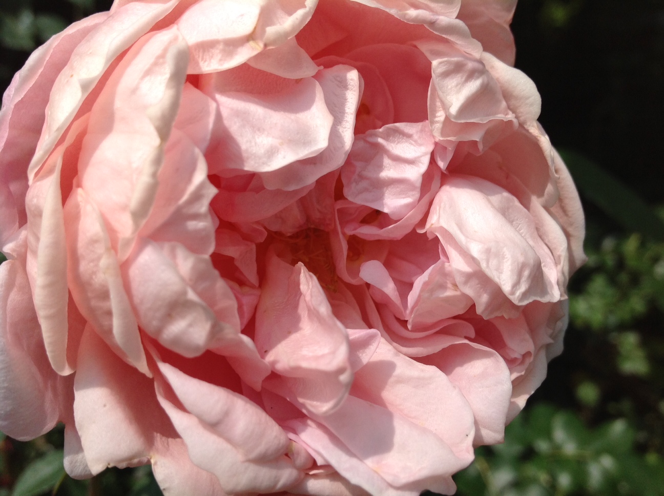 Une rose du jardin de La Roseraie, en gros plan
