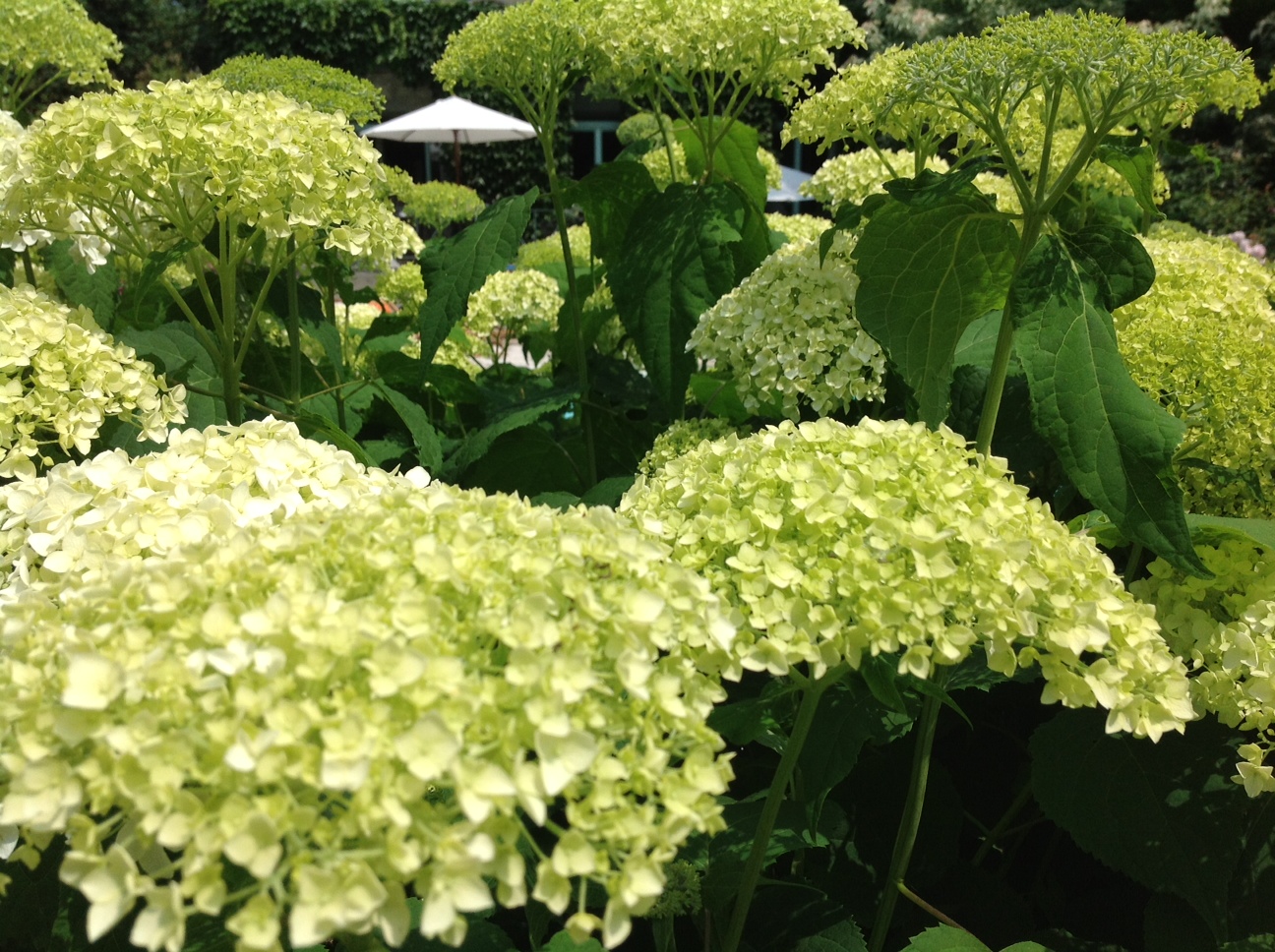 Les hortensias du jardin de La Roseraie