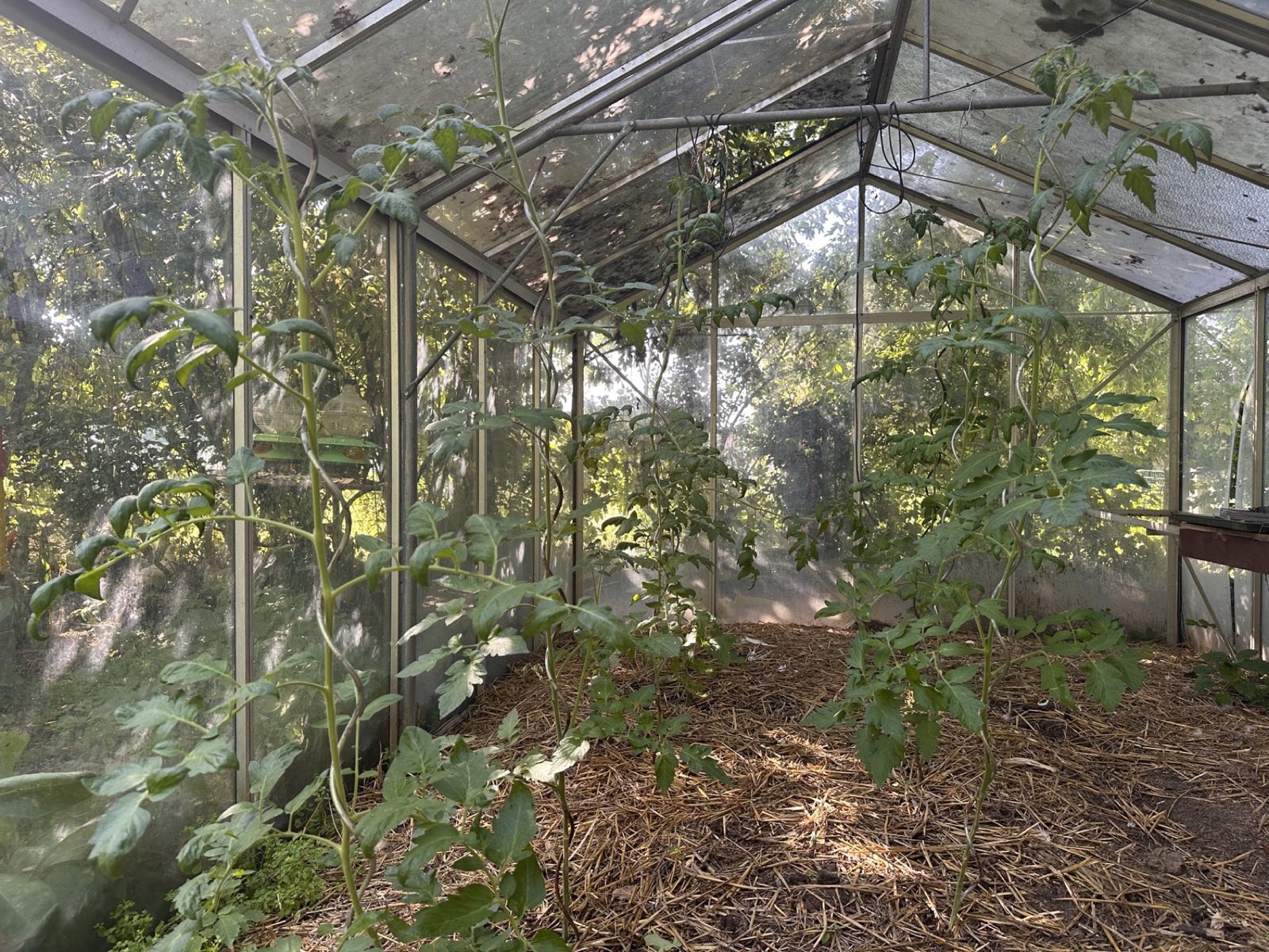 L'intérieur de la serre du potager de La Roseraie, avec ses plants de tomates