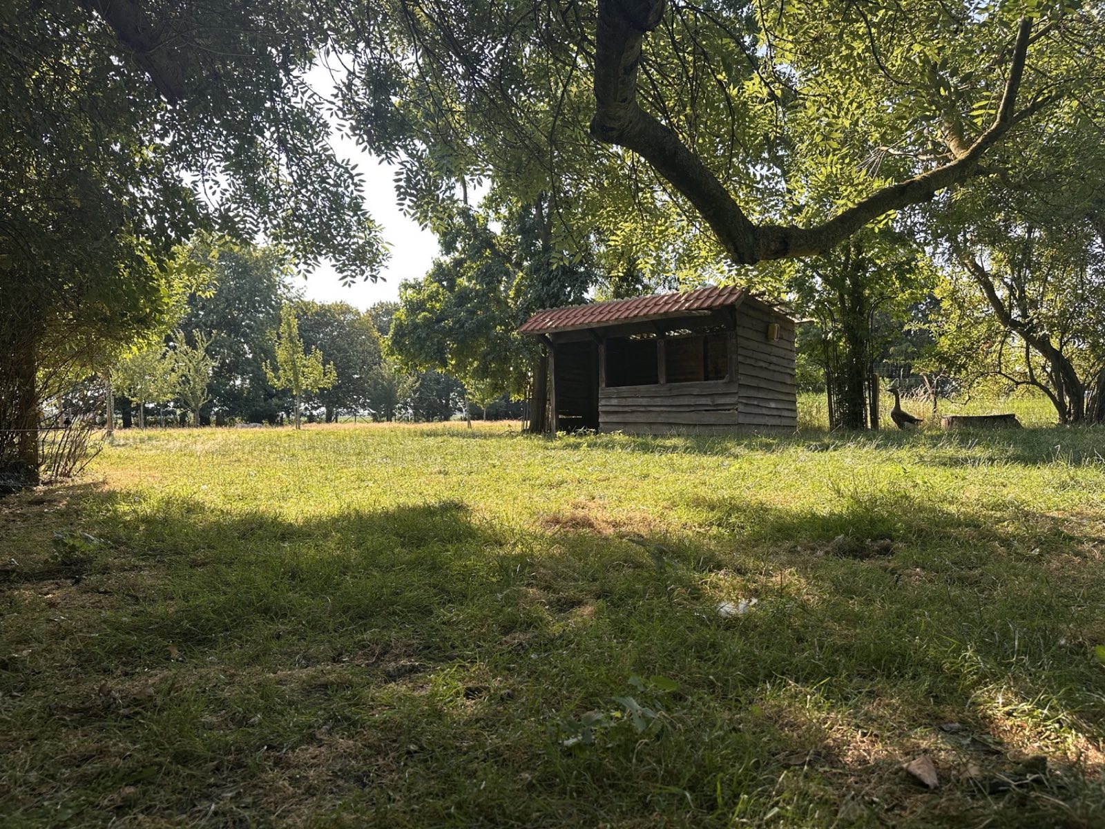 La bergerie en bois de La Roseraie, au fond de la prairie, sous les arbres