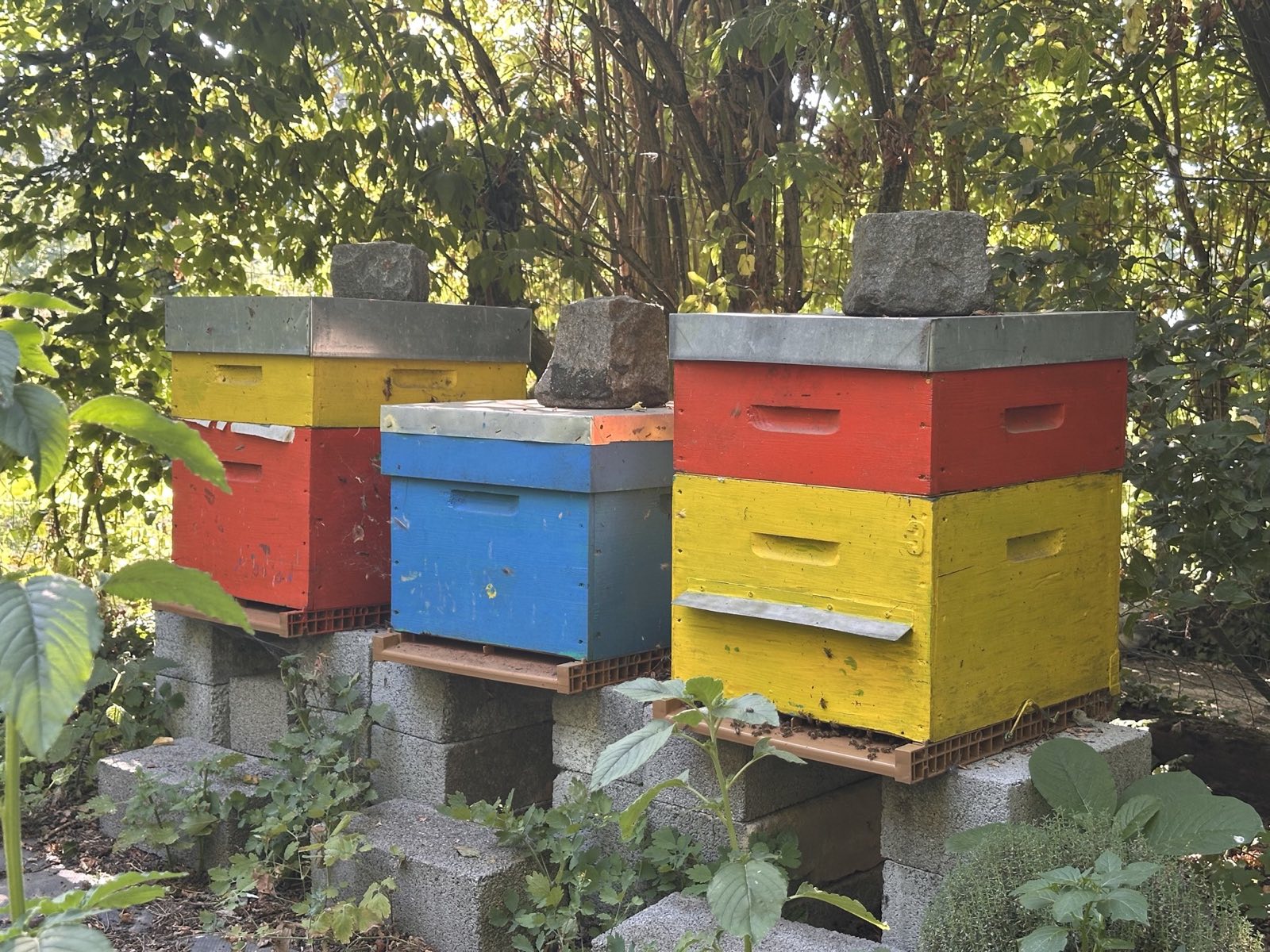 Les trois ruches de Marc — une rouge, une jaune, une bleue — en lisière du jardin