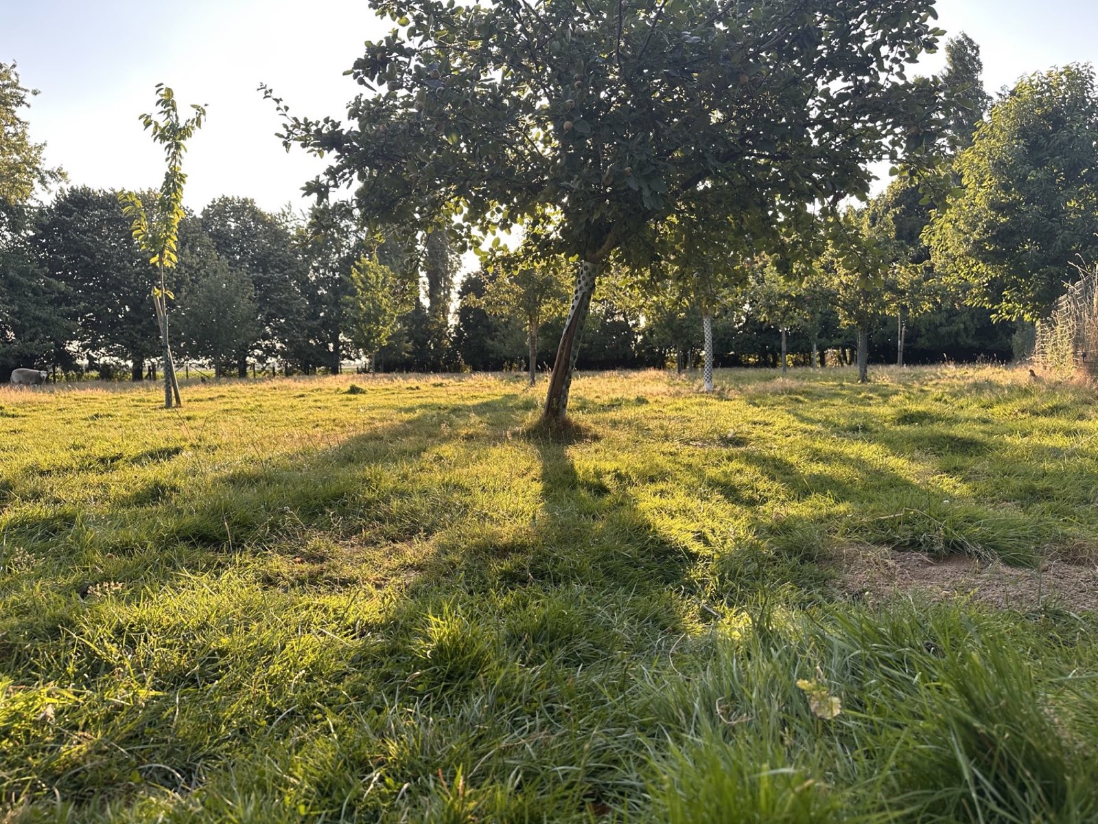 Le verger de La Roseraie en fin de journée, un mouton au loin dans l'herbe